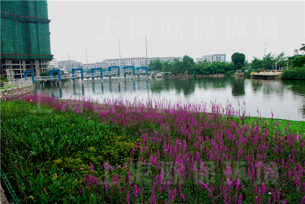 复氧型生态浮岛种植1周后的水上绿化效果 复氧型生态浮岛种植1周后的水上绿化效果