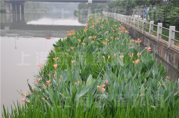 丛生型生态浮岛上种植挺水植物及陆生植物 丛生型生态浮岛上种植挺水植物及陆生植物