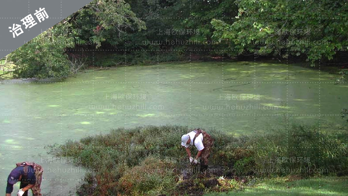 使用前-湖体营养富集,藻类及杂草丛生 使用前-湖体营养富集,藻类及杂草丛生