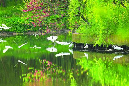 浦东河道整治大半年:岸清水绿?白鹭归来 浦东河道整治大半年:岸清水绿?白鹭归来