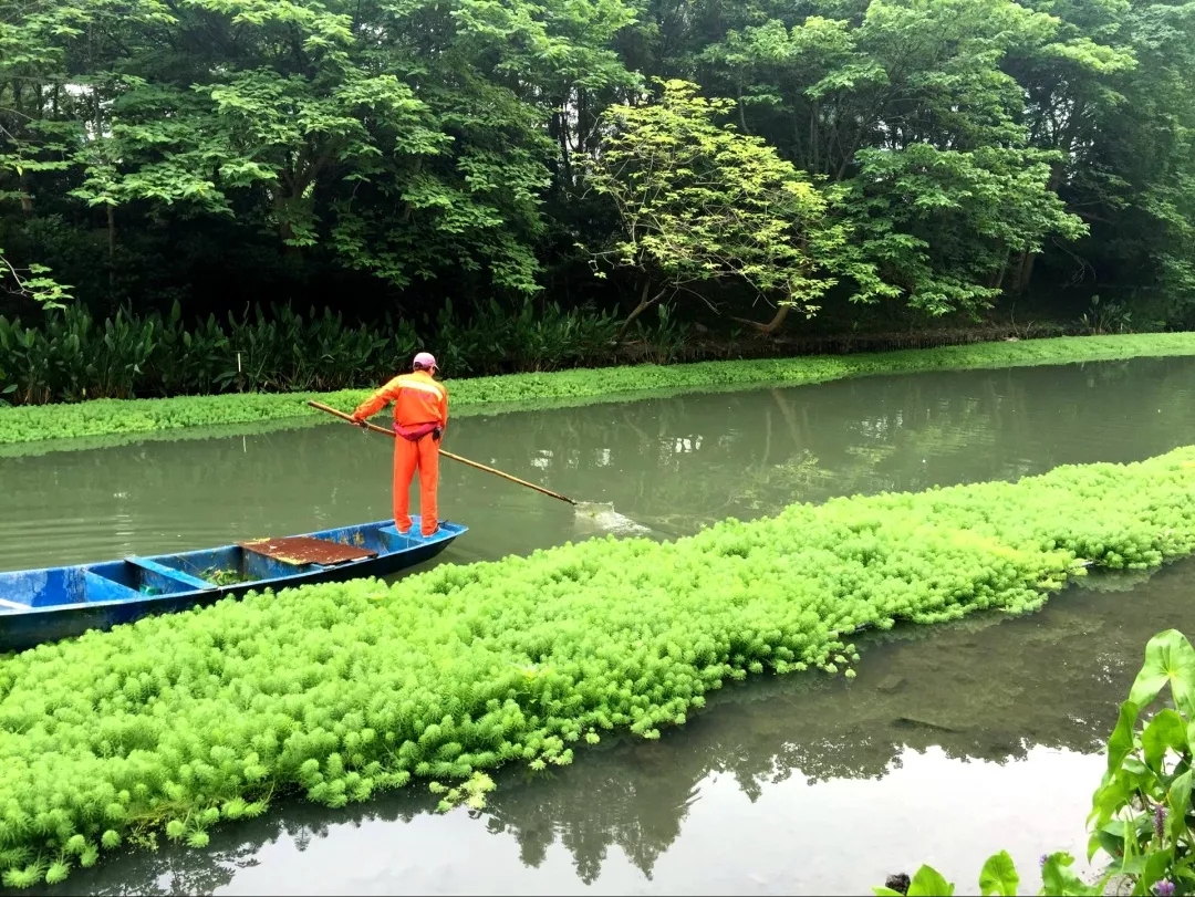 夏日&ldquo;水上乐园&rdquo;：解密欧保生态浮岛