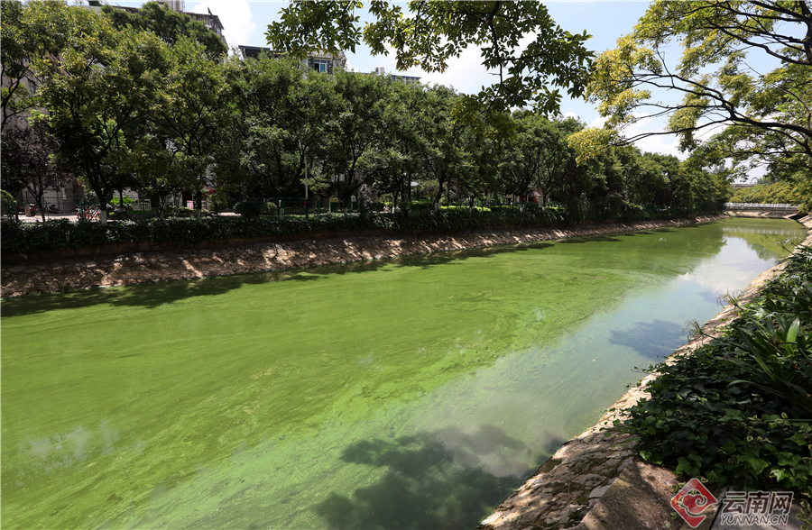昆明大观河道出现蓝藻水华富集 市民希望及时开展除藻作业 昆明大观河道出现蓝藻水华富集 市民希望及时开展除藻作业