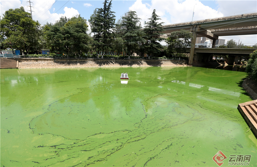 昆明大观河道出现蓝藻水华富集 市民希望及时开展除藻作业 昆明大观河道出现蓝藻水华富集 市民希望及时开展除藻作业